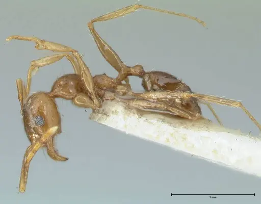 Pheidole pallidula - FOCOL1289