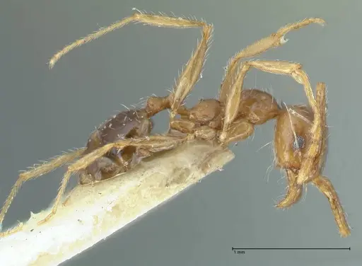 Pheidole pallidula - FOCOL1289