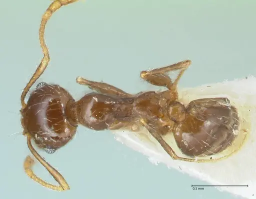 Pheidole pallidula - FOCOL1290