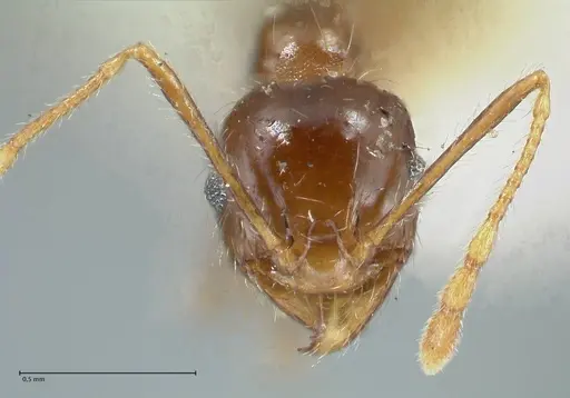 Pheidole pallidula - FOCOL1290