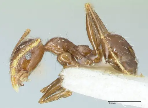 Pheidole pallidula - FOCOL1290