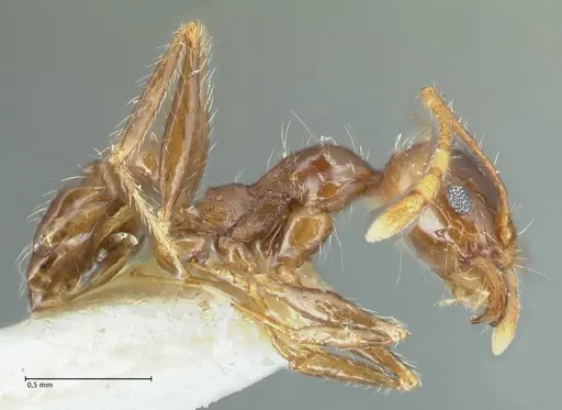 Pheidole pallidula - FOCOL1290