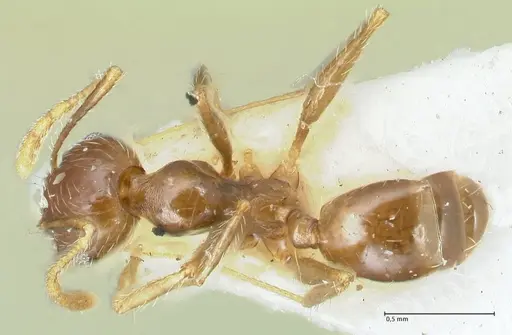 Pheidole pallidula - FOCOL1291