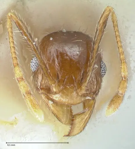Pheidole pallidula - FOCOL1291