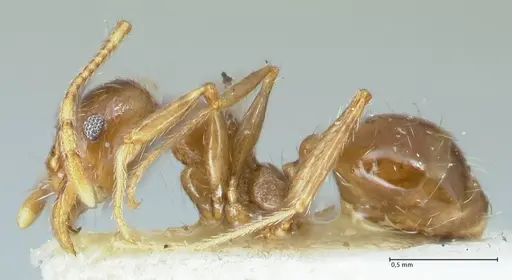 Pheidole pallidula - FOCOL1291
