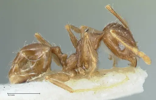 Pheidole pallidula - FOCOL1291