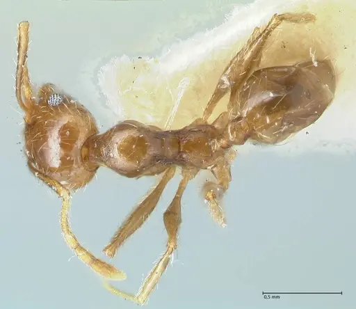 Pheidole pallidula - FOCOL1292