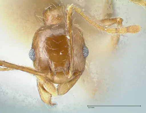 Pheidole pallidula - FOCOL1292