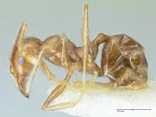 Pheidole pallidula - FOCOL1292
