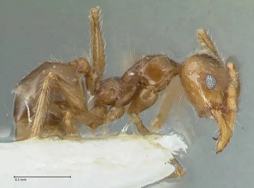Pheidole pallidula - FOCOL1292