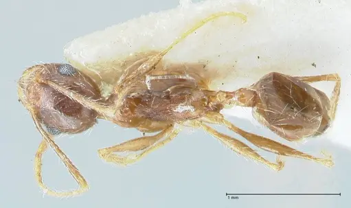 Pheidole pallidula - FOCOL1294