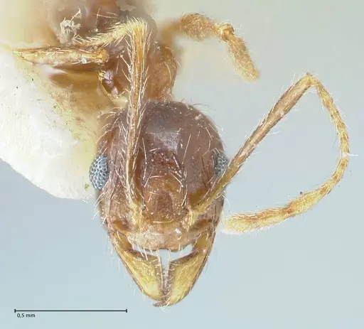 Pheidole pallidula - FOCOL1294