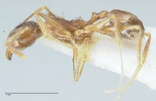 Pheidole pallidula - FOCOL1294