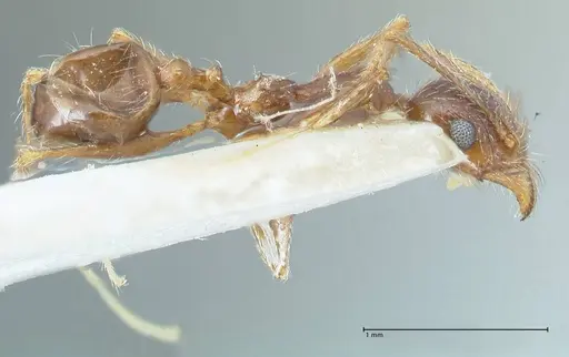 Pheidole pallidula - FOCOL1294