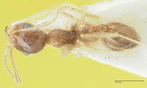 Pheidole pallidula - FOCOL1295