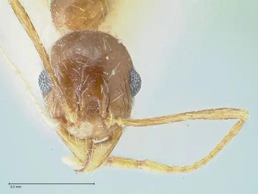 Pheidole pallidula - FOCOL1295