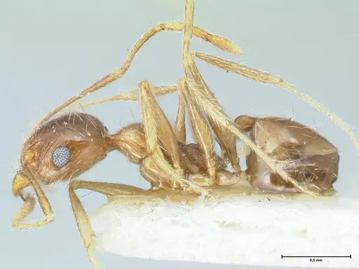 Pheidole pallidula - FOCOL1295