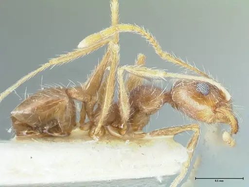 Pheidole pallidula - FOCOL1295