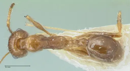Pheidole pallidula - FOCOL1296