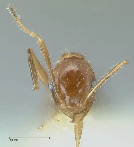 Pheidole pallidula - FOCOL1296