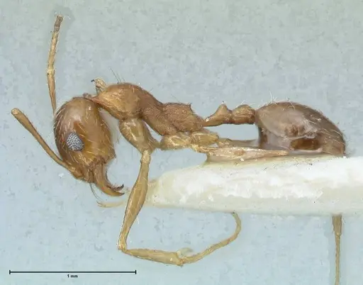 Pheidole pallidula - FOCOL1296