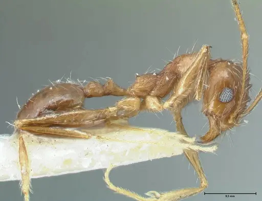 Pheidole pallidula - FOCOL1296