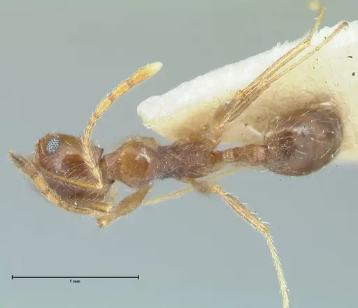 Pheidole pallidula - FOCOL1297