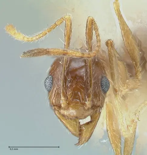 Pheidole pallidula - FOCOL1297