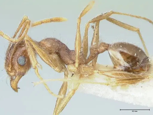 Pheidole pallidula - FOCOL1297