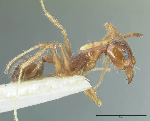 Pheidole pallidula - FOCOL1297
