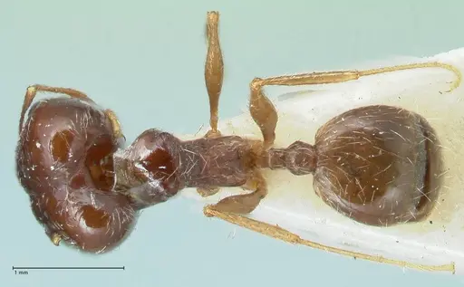 Pheidole pallidula - FOCOL1298