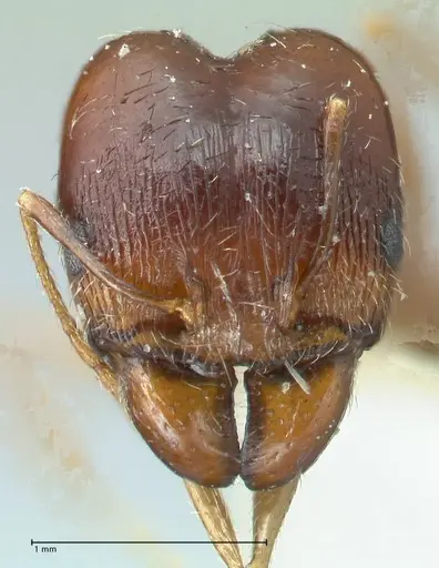 Pheidole pallidula - FOCOL1298