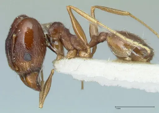 Pheidole pallidula - FOCOL1298