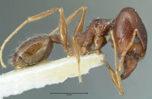 Pheidole pallidula - FOCOL1298