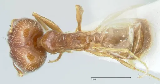 Pheidole pallidula - FOCOL1299