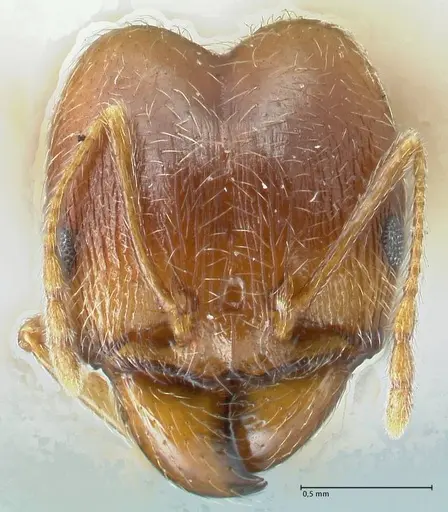 Pheidole pallidula - FOCOL1299