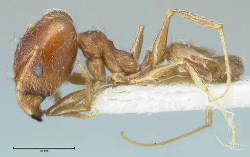 Pheidole pallidula - FOCOL1299