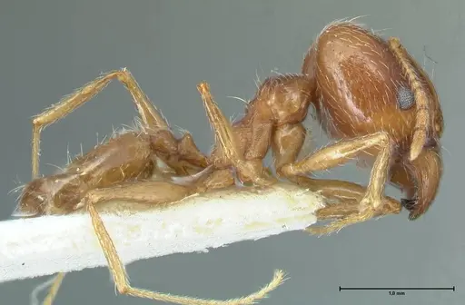 Pheidole pallidula - FOCOL1299