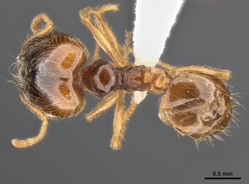Pheidole pallidula - MCZ-ENT00511504-01
