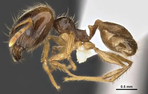 Pheidole pallidula - MCZ-ENT00511504-01