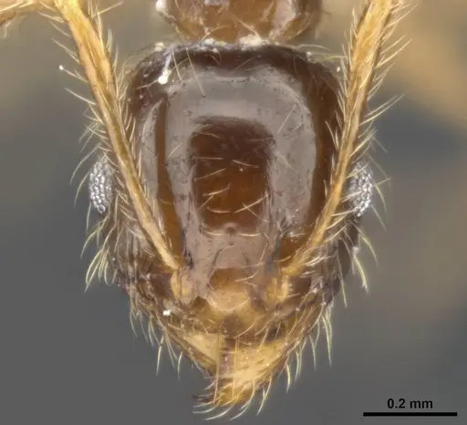 Pheidole pallidula - MCZ-ENT00511504-02