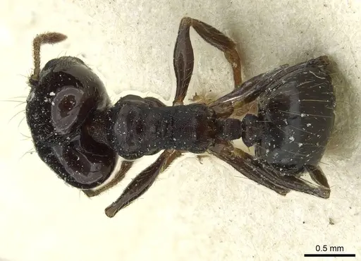 Pheidole pampana specimen
