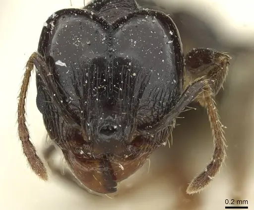 Pheidole pampana specimen