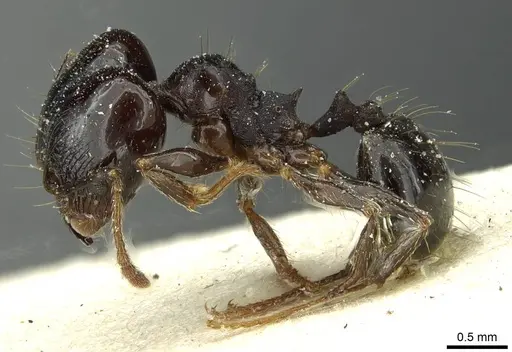 Pheidole pampana specimen
