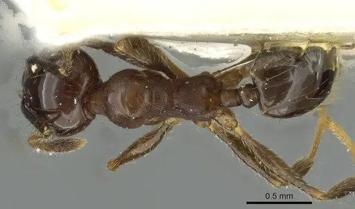 Pheidole pampana - CASENT0913361