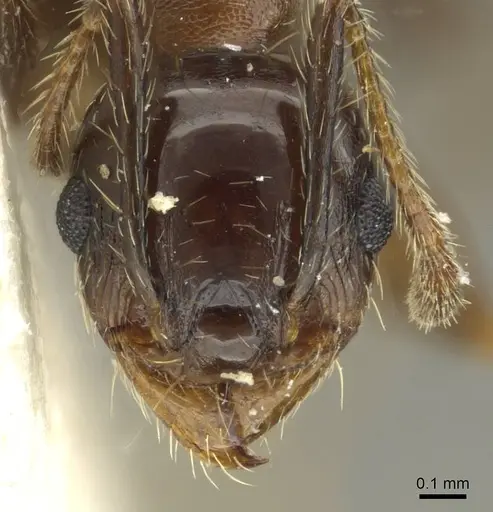 Pheidole pampana - CASENT0913361