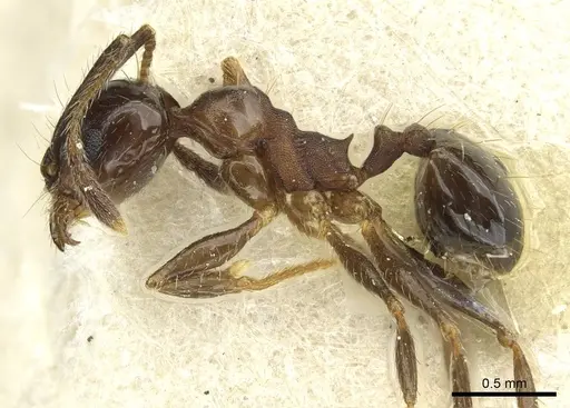 Pheidole pampana - CASENT0913361