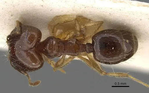Pheidole pampana - CASENT0922365