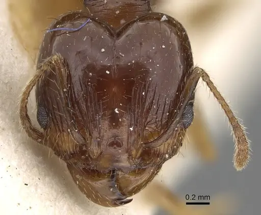 Pheidole pampana - CASENT0922365