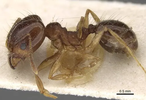 Pheidole pampana - CASENT0922365